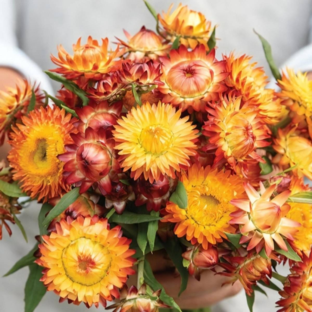 Høststråblomst 'Orange Flame' - Xerochrysum bracteatum