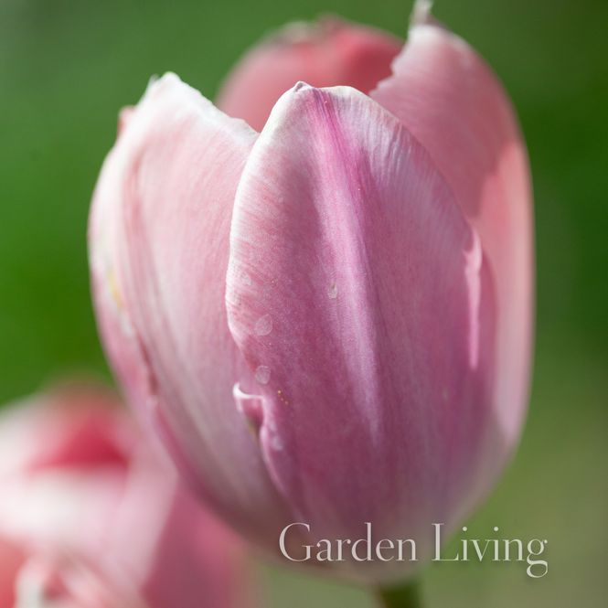 Hovedbilde Tulipan 'Salmon Prince', Tidlig enkel - 6 stk