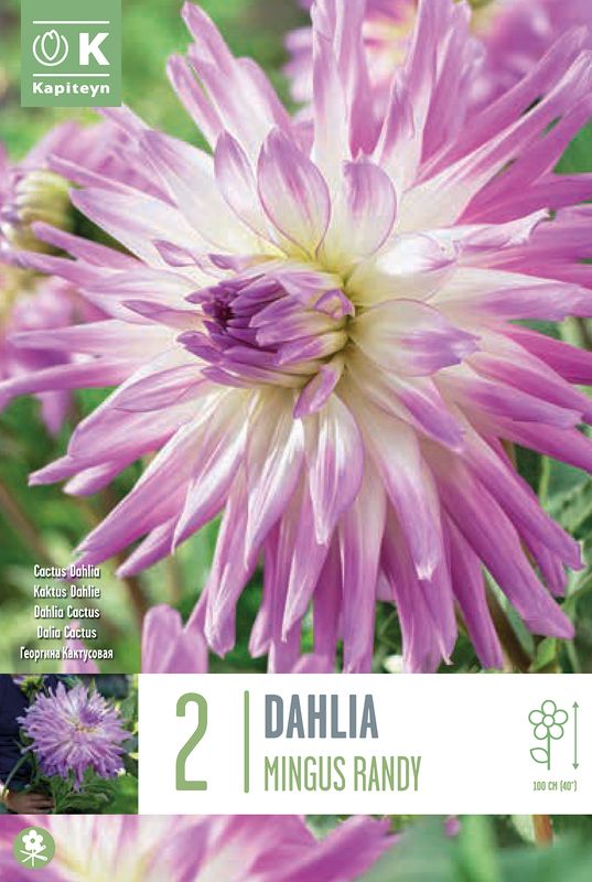 Georgine 'Mingus Randy' - Dahlia x cultorum, 2 stk.