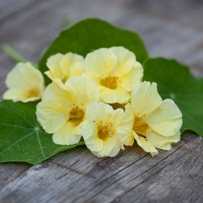 Hovedbilde Blomkarse 'Milkmaid', lav - Tropaeolum majus