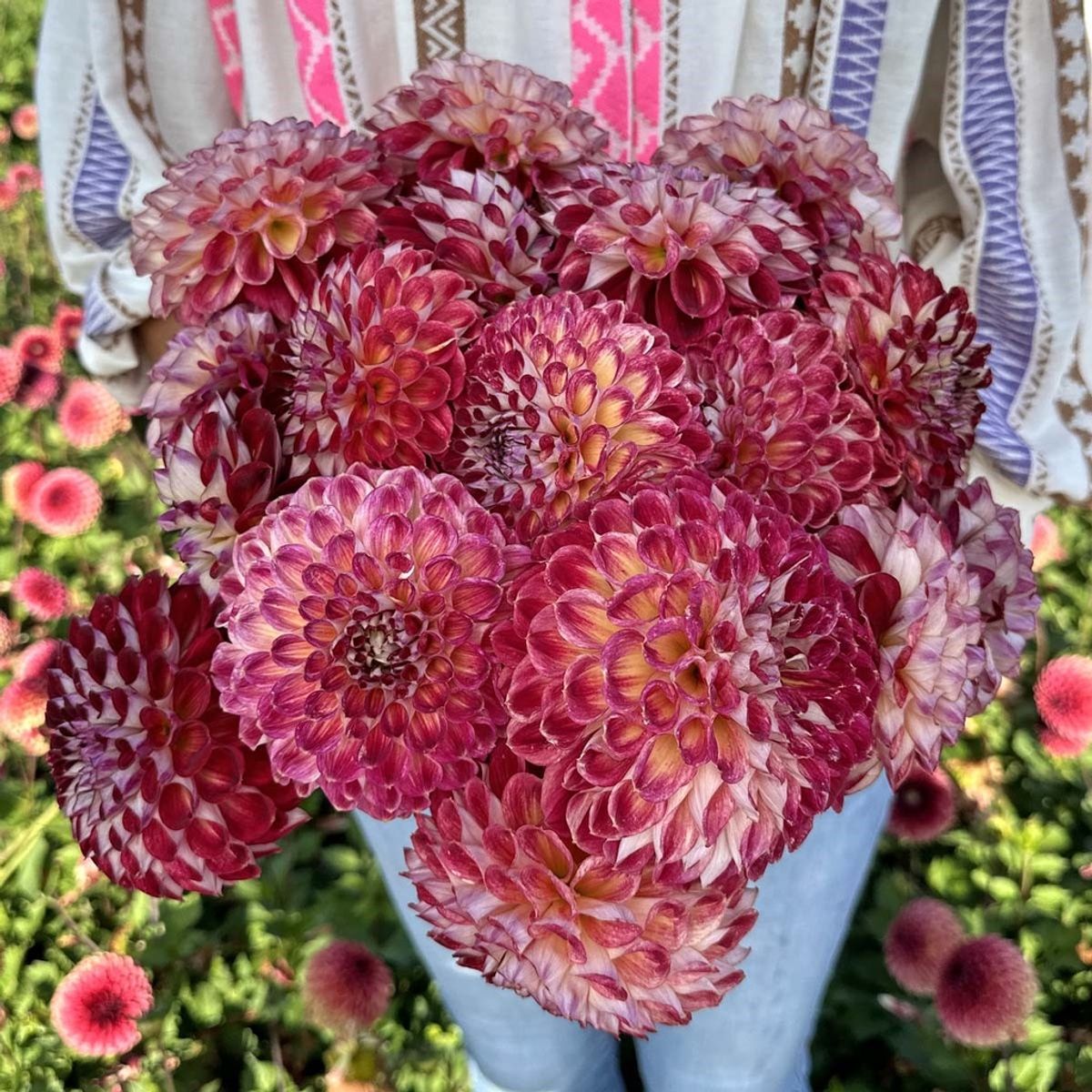 Georgine 'Jowey Joshua - Dahlia x cultorum, 1 stk.