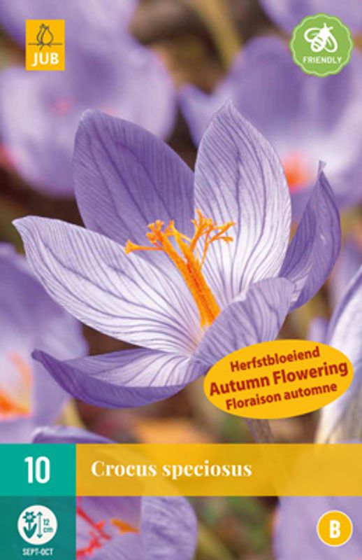 Høstkrokus - Crocus speciosus - 10 stk