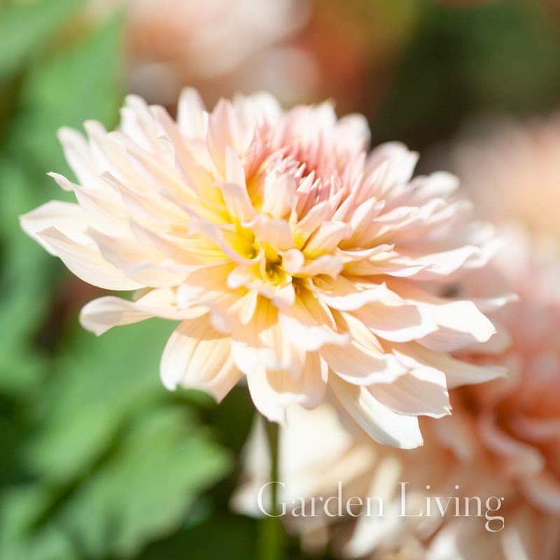 Georgine 'Gallery Leonardo, lav - Dahlia x cultorum, 1 stk.