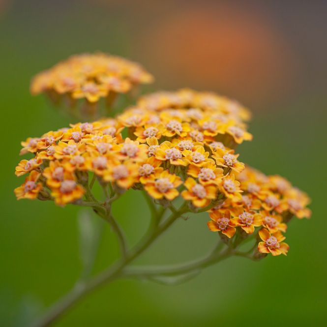 Hovedbilde Bakkeryllik ’Terracotta’ - Achillea millefolium