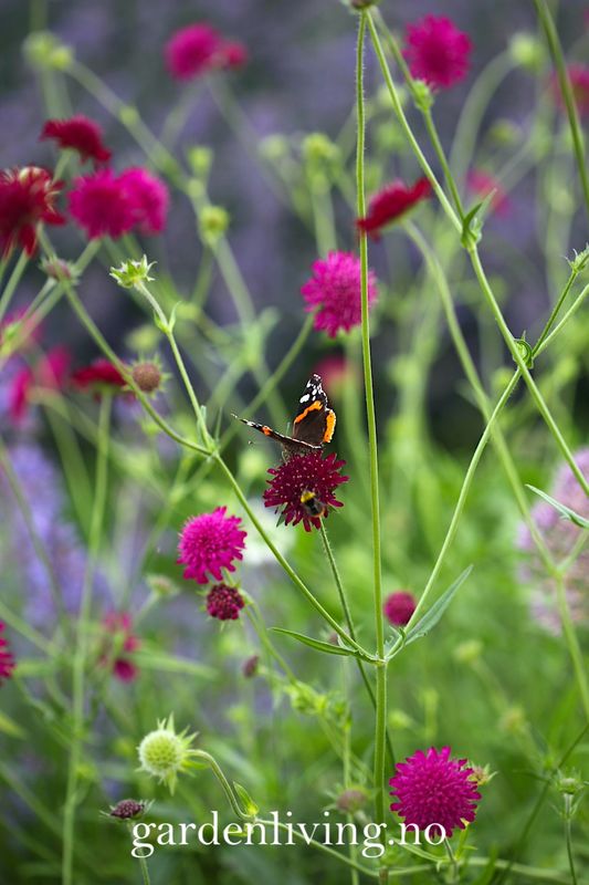 Makedoniarødknapp 'Red Knight' - Knautia macedonica 