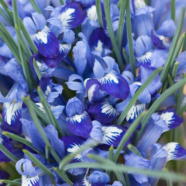 Hovedbilde Våriris 'Clairette' - Iris - 10 stk