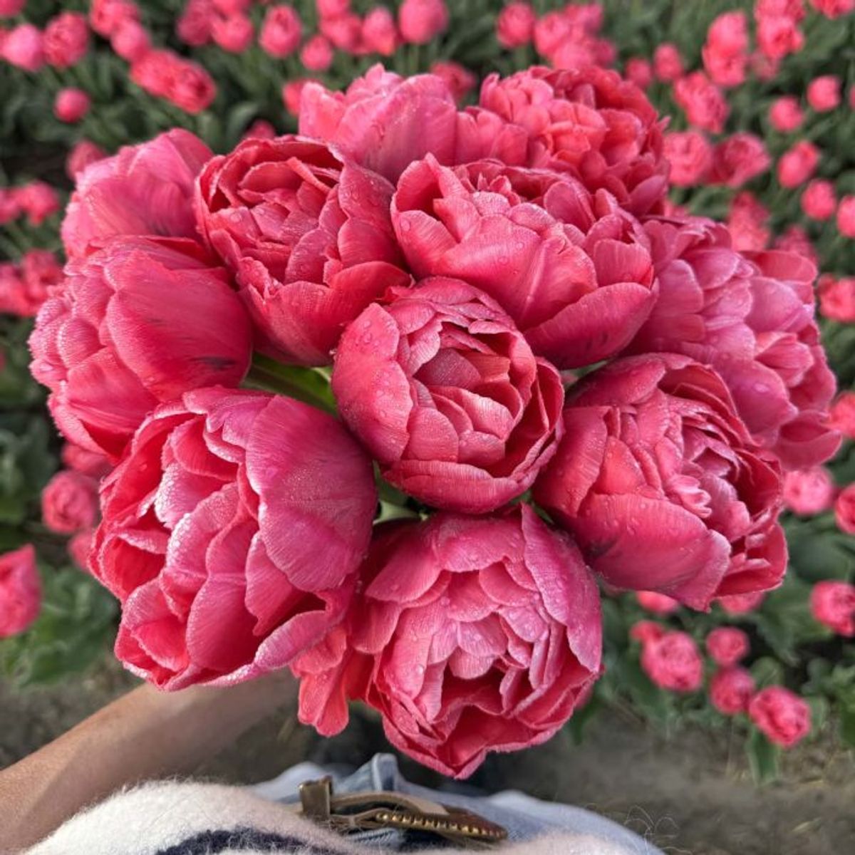 Tulipan 'Adore', sen dobbel - 10 stk