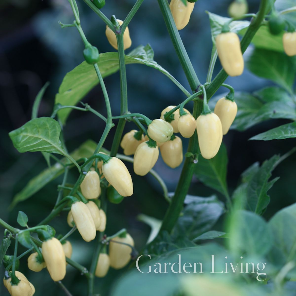 Chilipepper 'Habanero White' - Capsicum chinensis