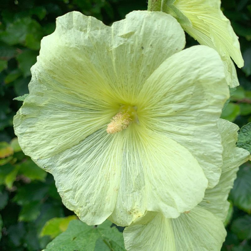 Russisk stokkrose - Alcea rugosa 