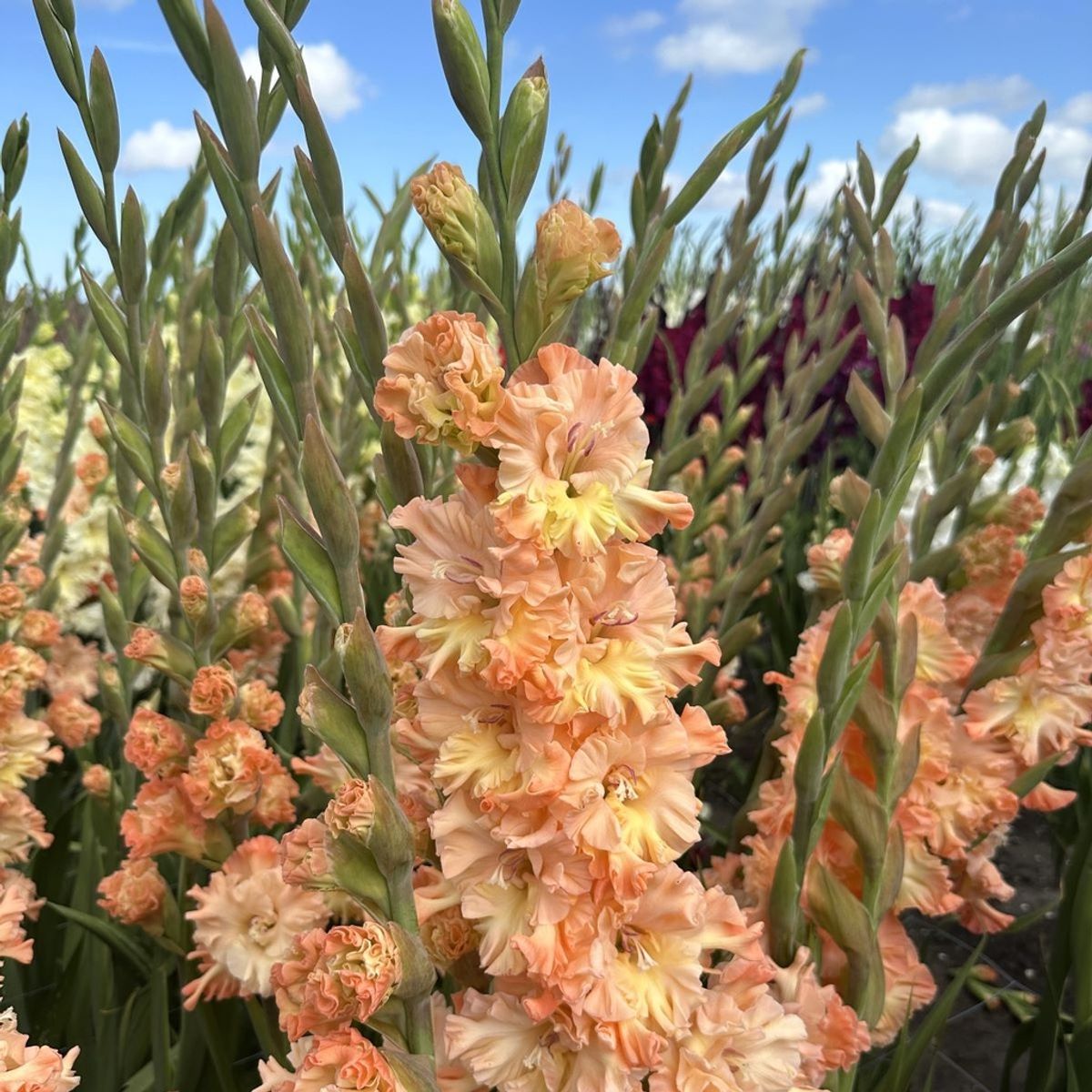 Gladiol 'The Great Queen Elizabeth' - Gladiolus, 10 stk.