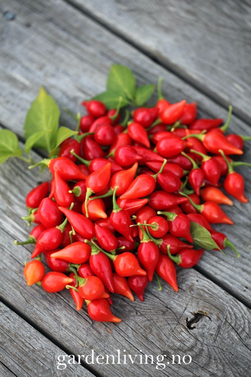 Chilipepper 'Biquinho Red' - Capsicum annuum