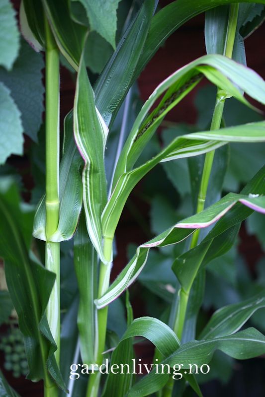 Prydmais 'Japonica Variegata' - Zea mays var. japonica