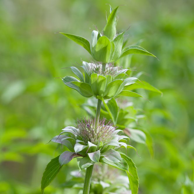 Hovedbilde Sitronetasjeblom - Monarda citriodora