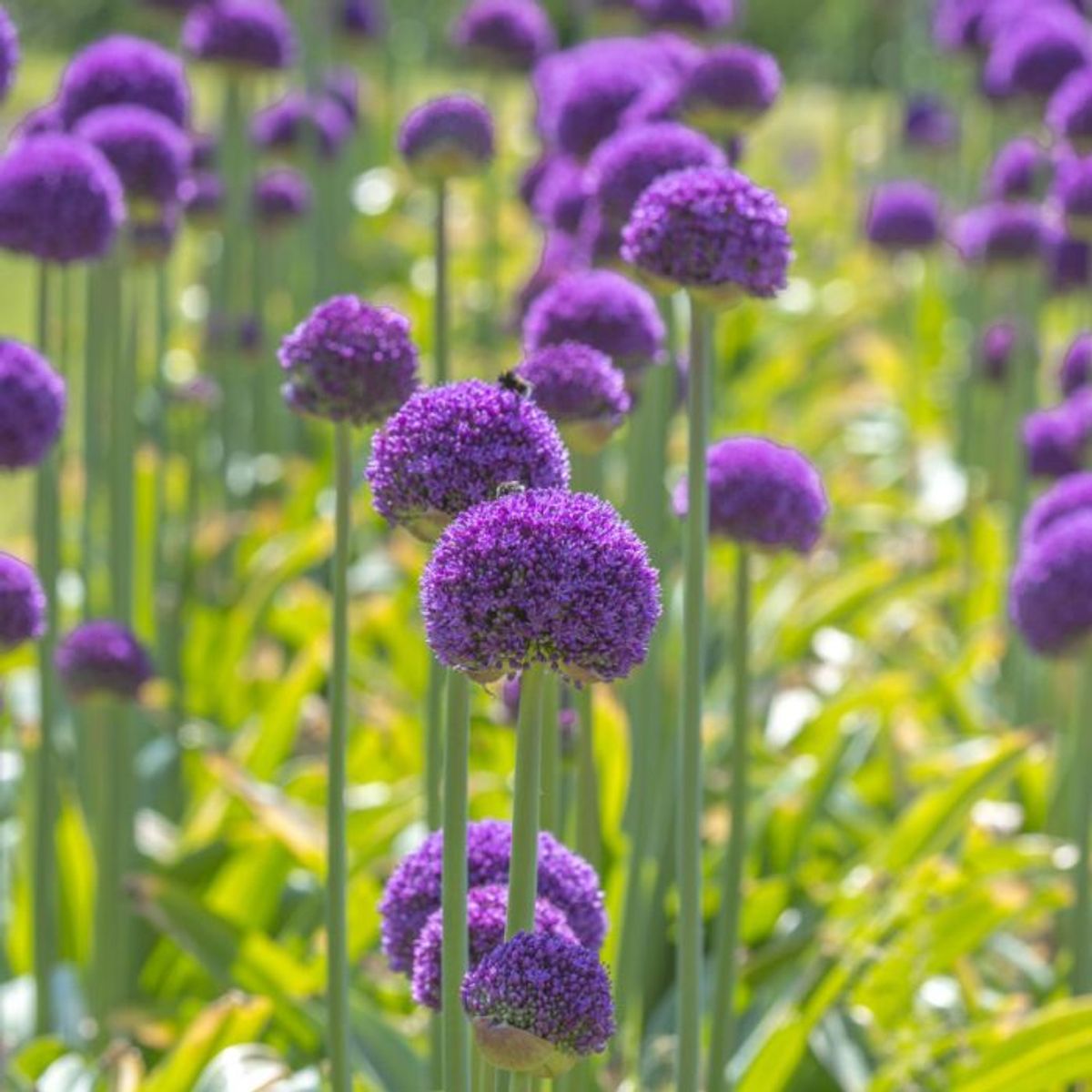 Kjempeløk 'Ambassador' - Allium giganteum - 1 stk