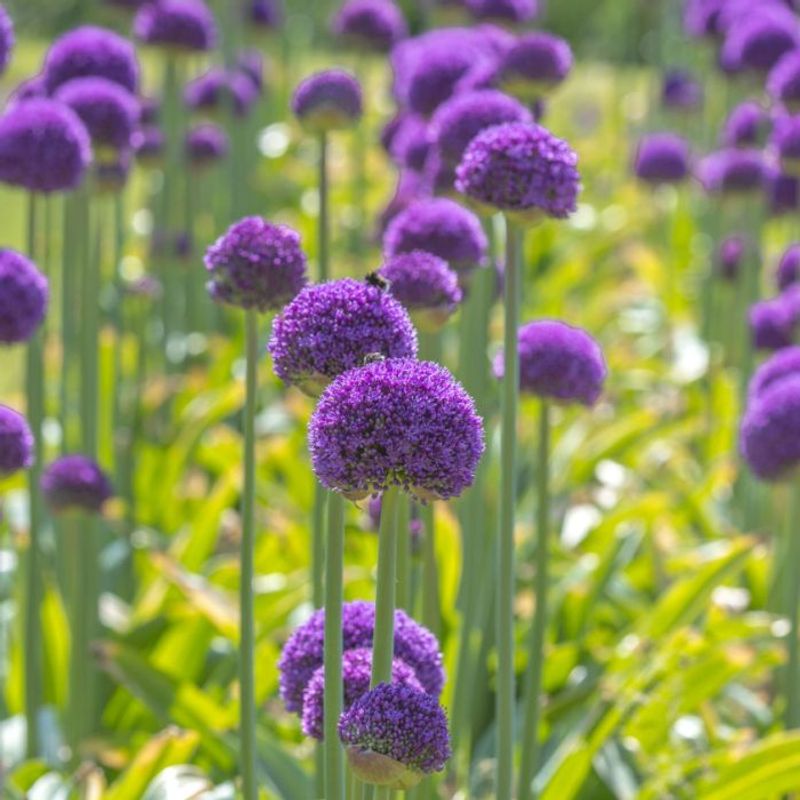 Kjempeløk 'Ambassador' - Allium giganteum - 1 stk