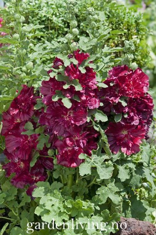 Stokkrose 'Spring Celebrities Crimson'- Alcea rosea