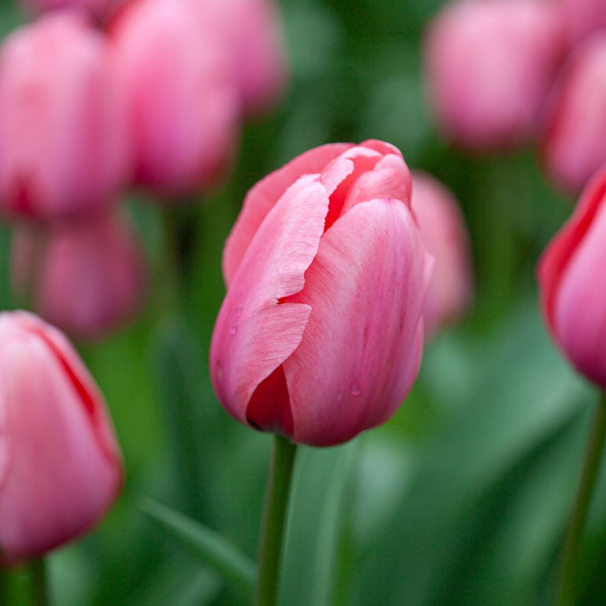 Tulipan 'Pink Impression', darwinhybrid - 10 stk