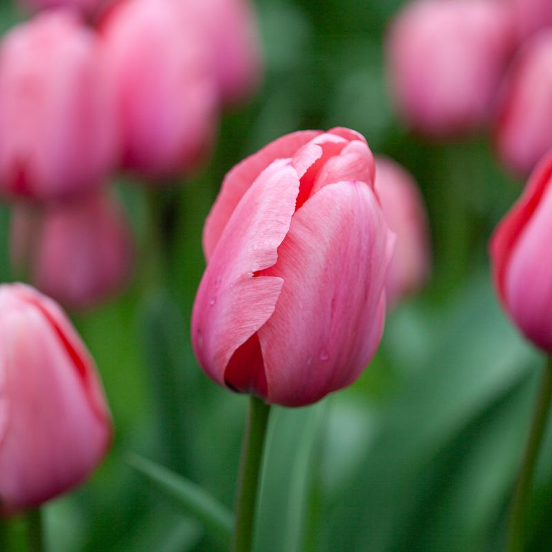 Tulipan 'Pink Impression', darwinhybrid - 10 stk