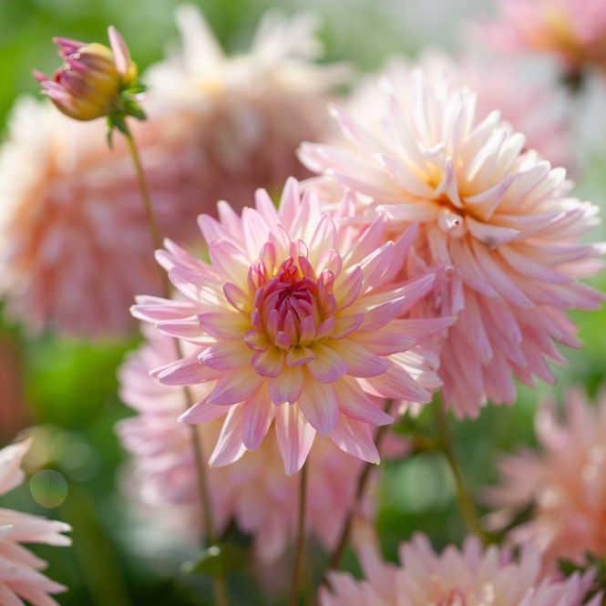 Hovedbilde Georgine 'Melody Gipsy', lav - Dahlia x cultorum, 1 stk.