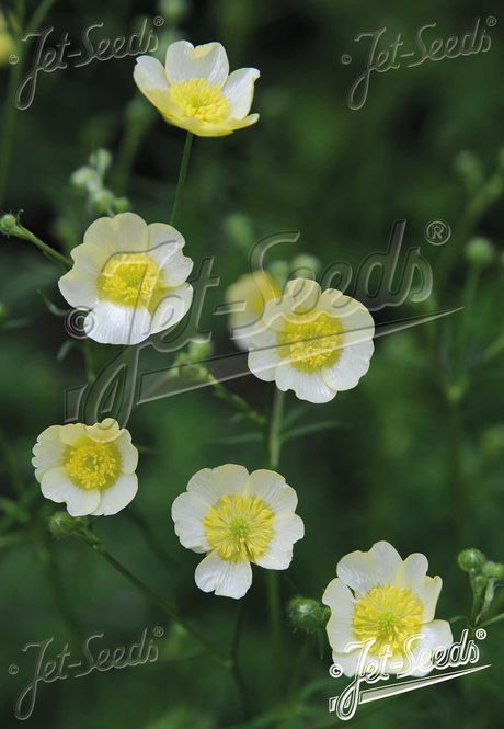 Hovedbilde Smørblomst 'Sulphureus' - Ranunculus acris 
