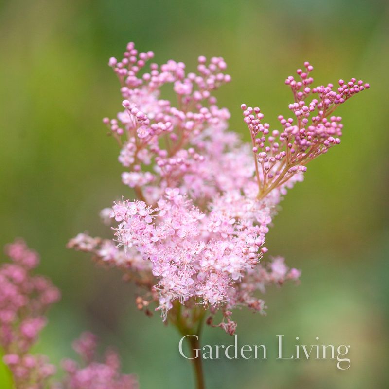 Purpurmjødurt - Filipendula purpurea - Plantearven