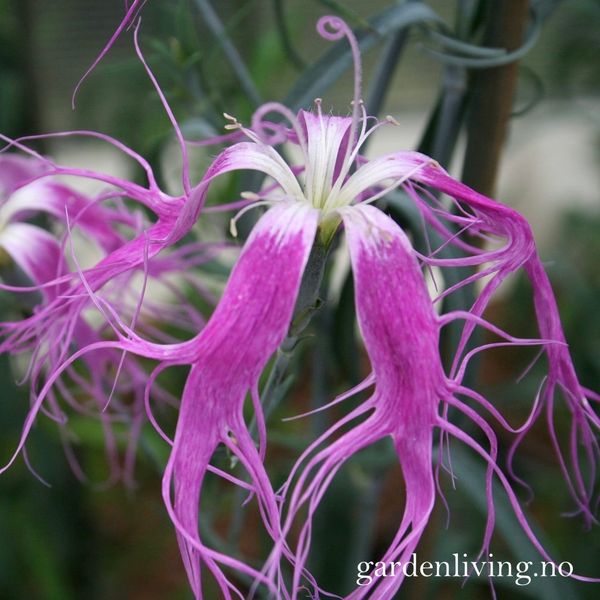 Hovedbilde Silkenellik 'Beard Violet' - Dianthus superbus