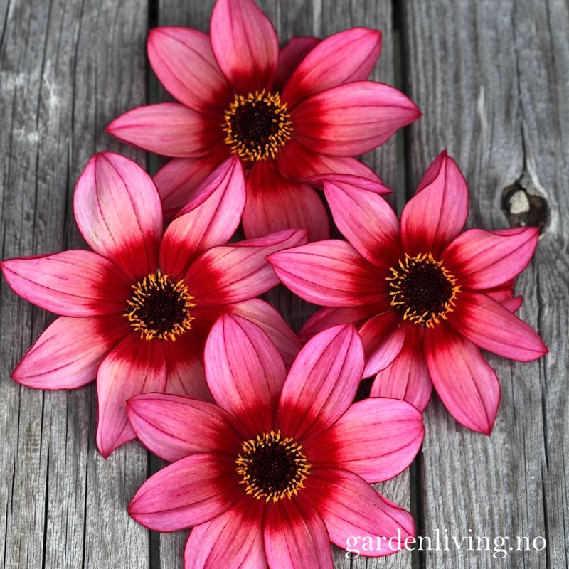 Georgine 'Lou Farman - Dahlia x cultorum, 1 stk.