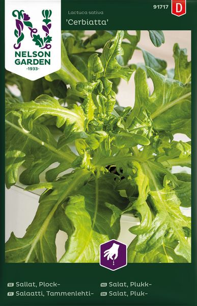 Hovedbilde Eikebladsalat Cerbiatta' - Lactuca