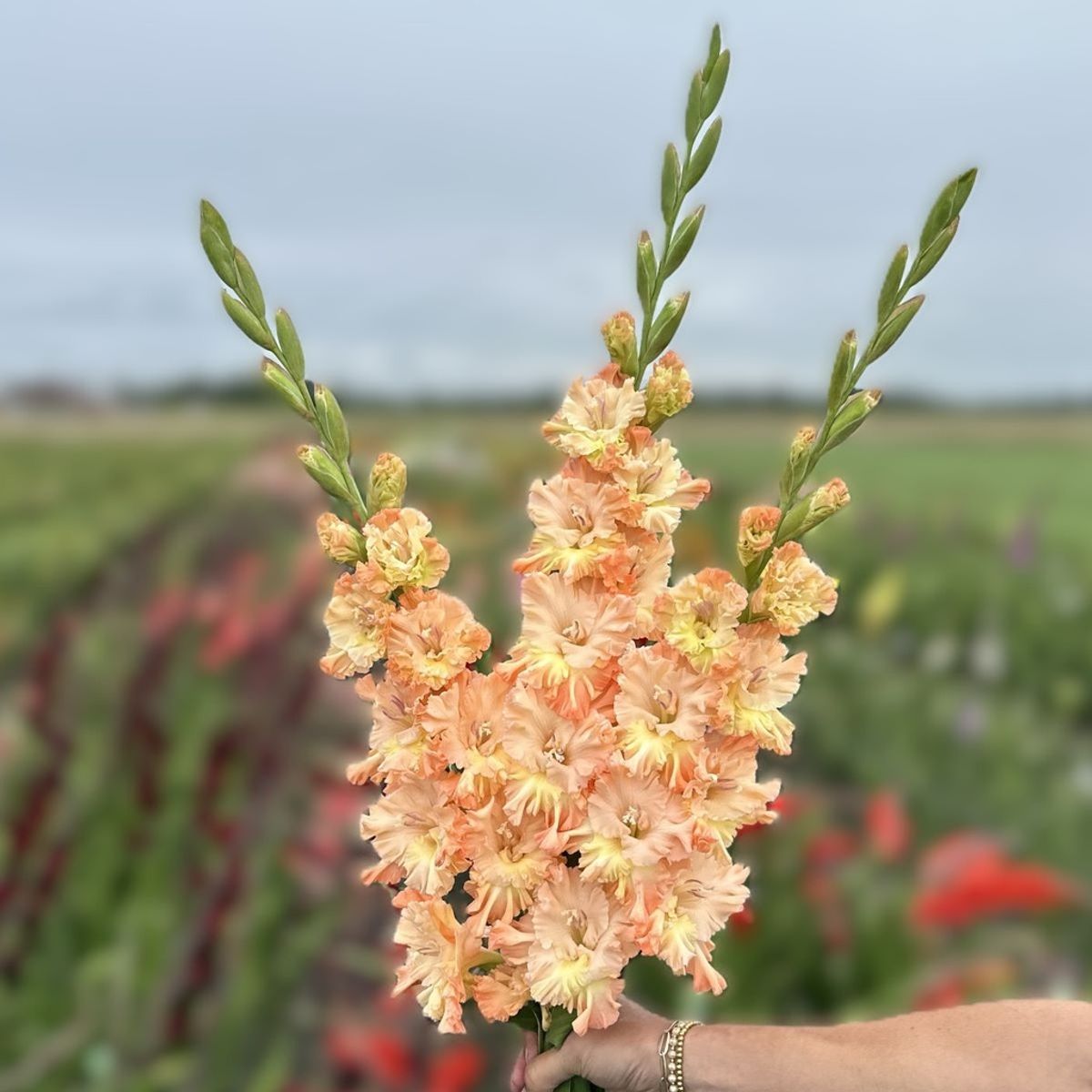 Gladiol 'The Great Queen Elizabeth' - Gladiolus, 10 stk.