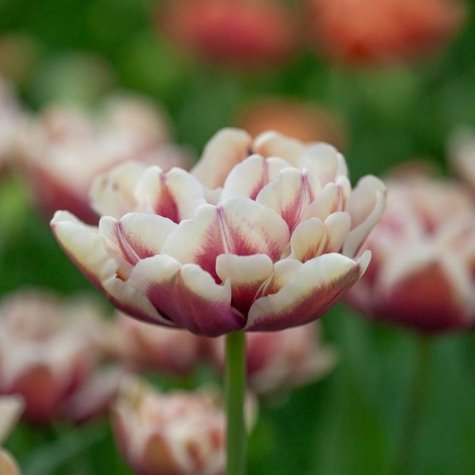 Hovedbilde Tulipan 'Wyndham', Sen dobbel' - 7 stk