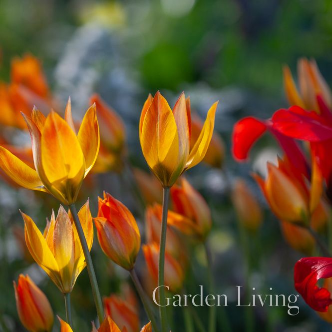 Hovedbilde Tulipa orphanidea flava - 3 stk 