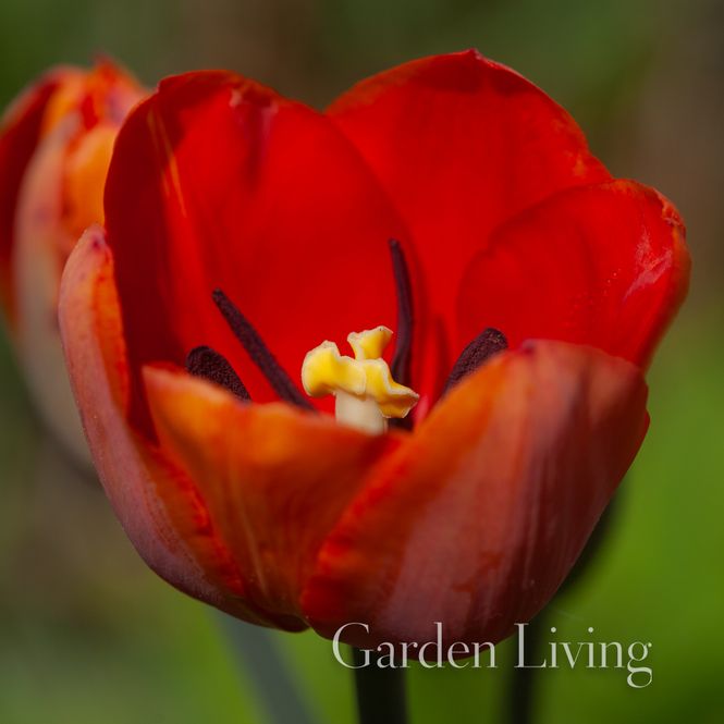Hovedbilde Historisk Tulipan 'Simon Bolivar - Tulipa - 1 stk 