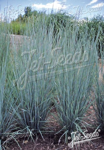 Hovedbilde Andropogon scoparius 'Prairie Blues'