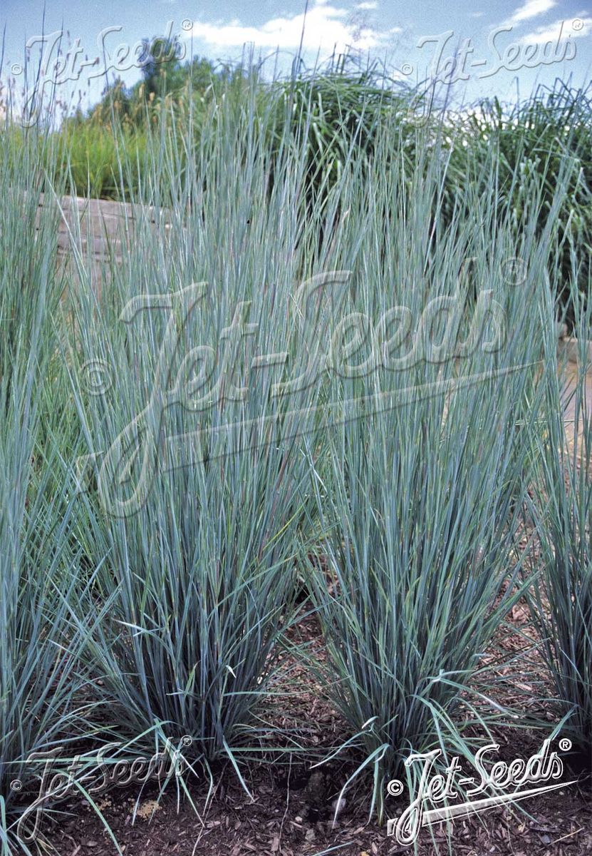 Andropogon scoparius 'Prairie Blues'