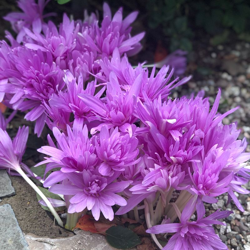 Tidløs ’Waterlily’ - Colchicum - 1 stk