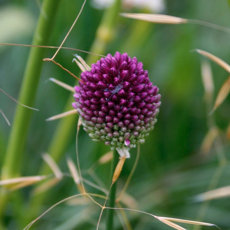 Kuleløk - Allium sphaerocephalon - 25 løk