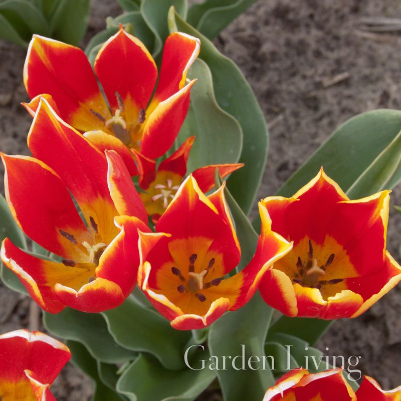 Tulipa schrenkii - 1 stk