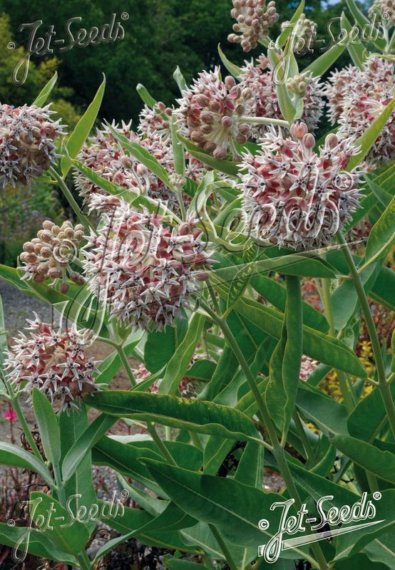 Praktsilkeurt - Asclepias speciosa