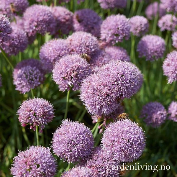 Hovedbilde Kantløk 'Sugar Melt' - Allium lusitanicum