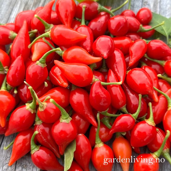 Hovedbilde Chilipepper 'Biquinho Red' - Capsicum annuum