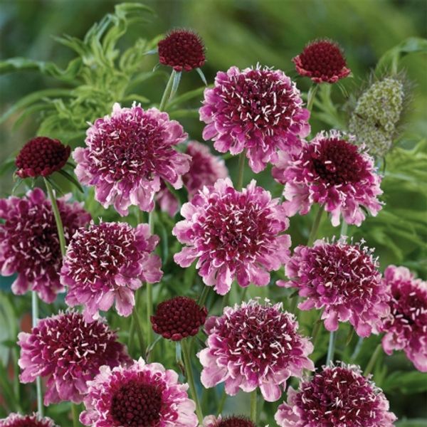 Bilde av Sørgeskabiosa 'Beaujolais Bonnets’ - Scabiosa ...
