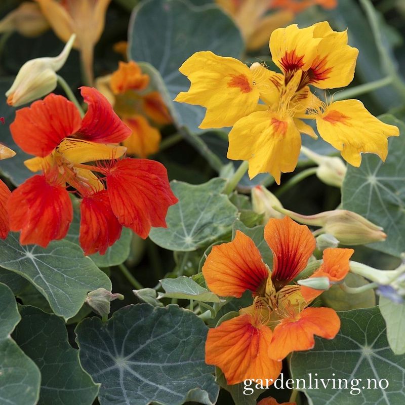 Blomkarse 'Arizona Mix' - Tropaeolum majus