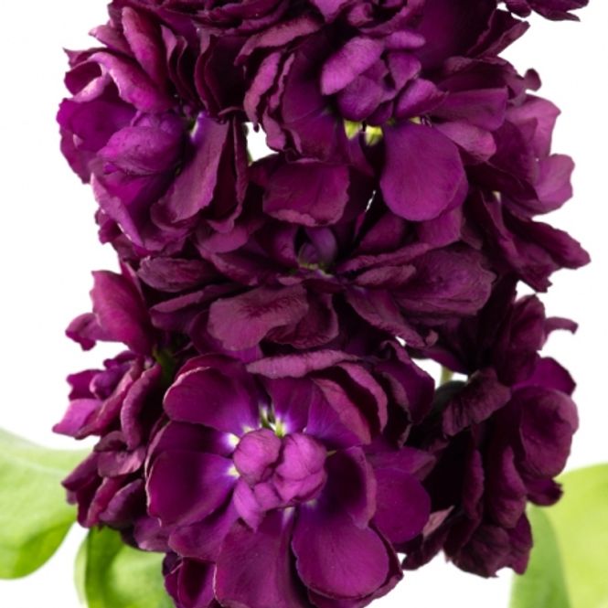 Hovedbilde Levkøy 'Aida Purple' - Matthiola incana