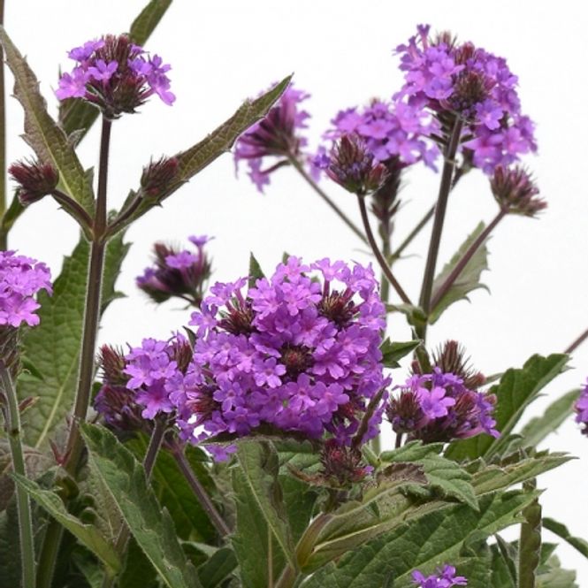 Hovedbilde Aksverbena 'Santos Purple - Verbena rigida
