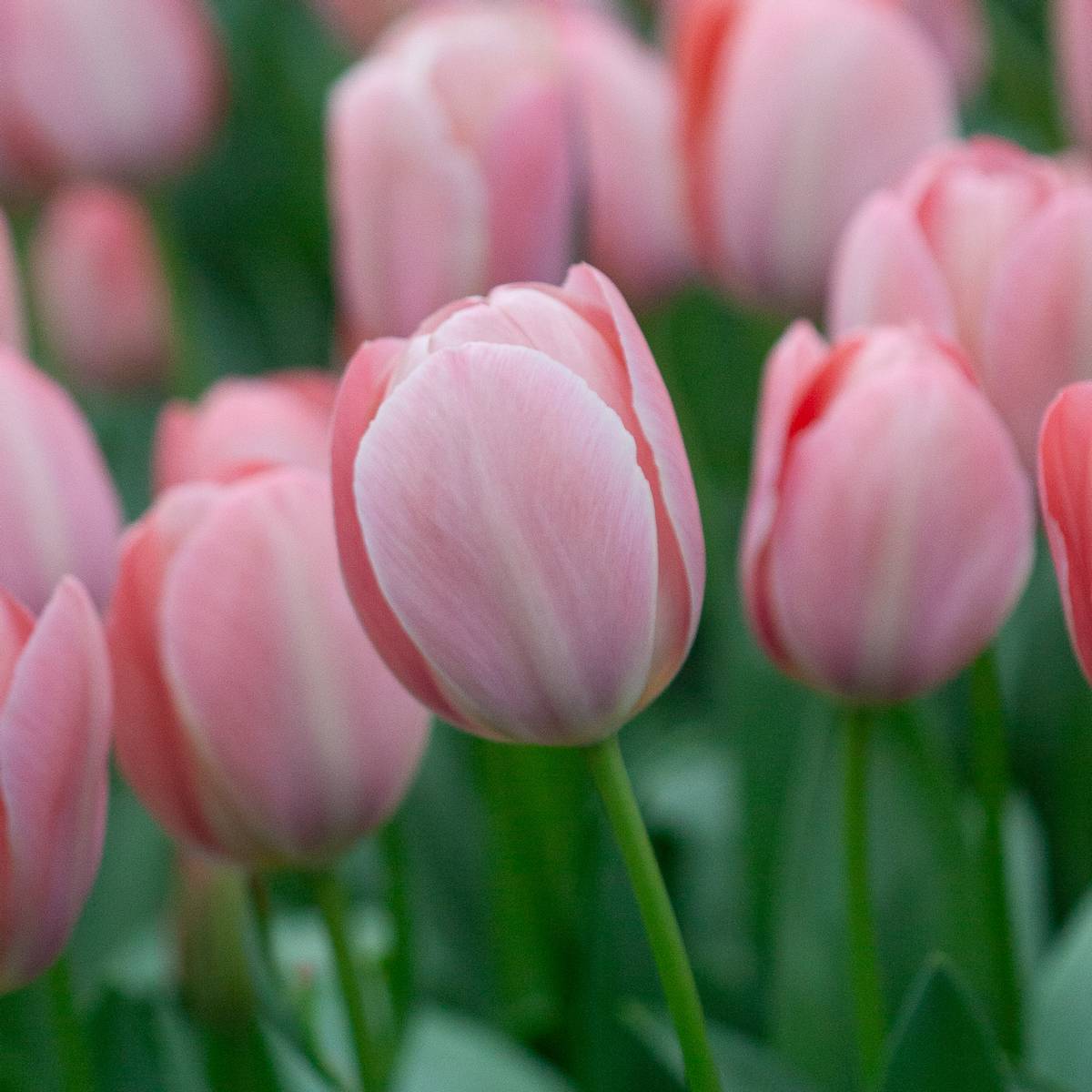 Tulipan 'Mystique Van Eijk', darwinhybrid - 10 stk