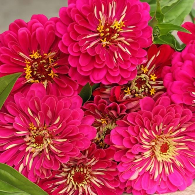 Hovedbilde Sinnia 'Benary's Giant Carmine Rose' - Zinnia elegan