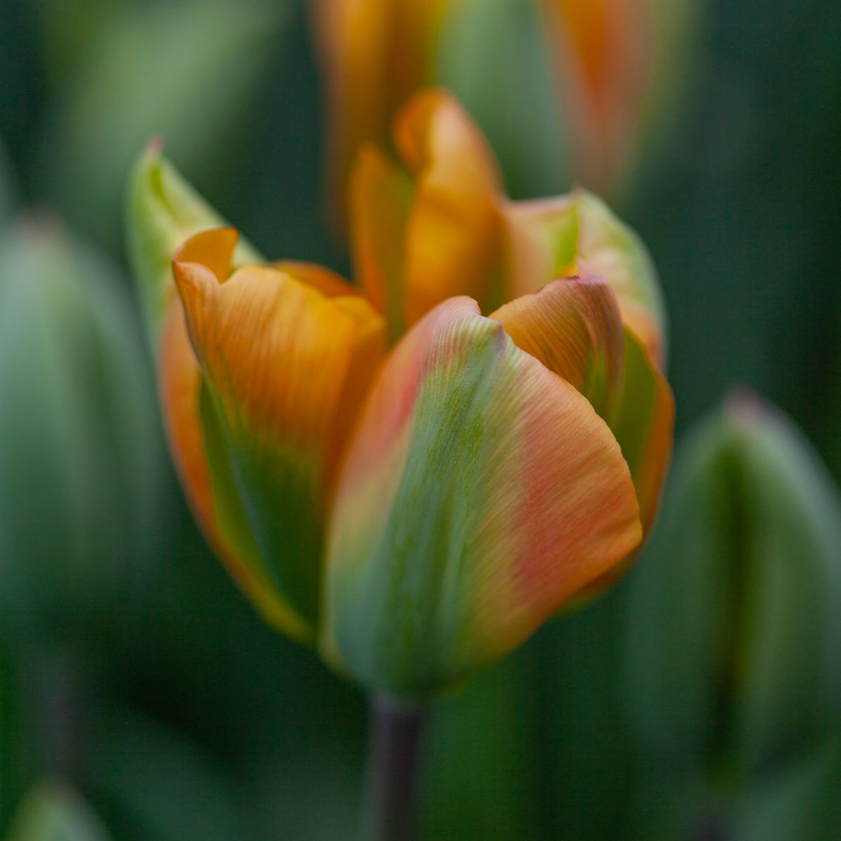 Tulipan 'Orange Marmalade', viridifloragruppen - 7 stk