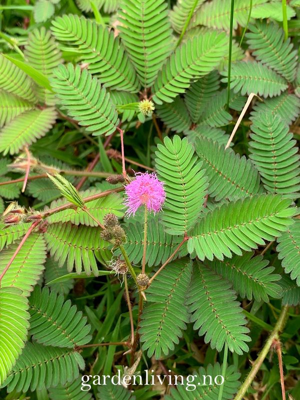 Sanseplante/Rør meg ikke - Mimosa pudica