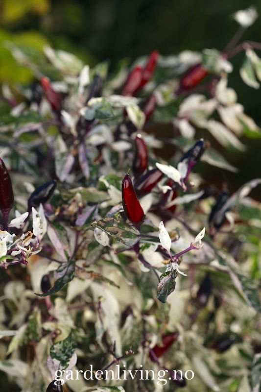Chilipepper 'Calico' - Capsicum annuum