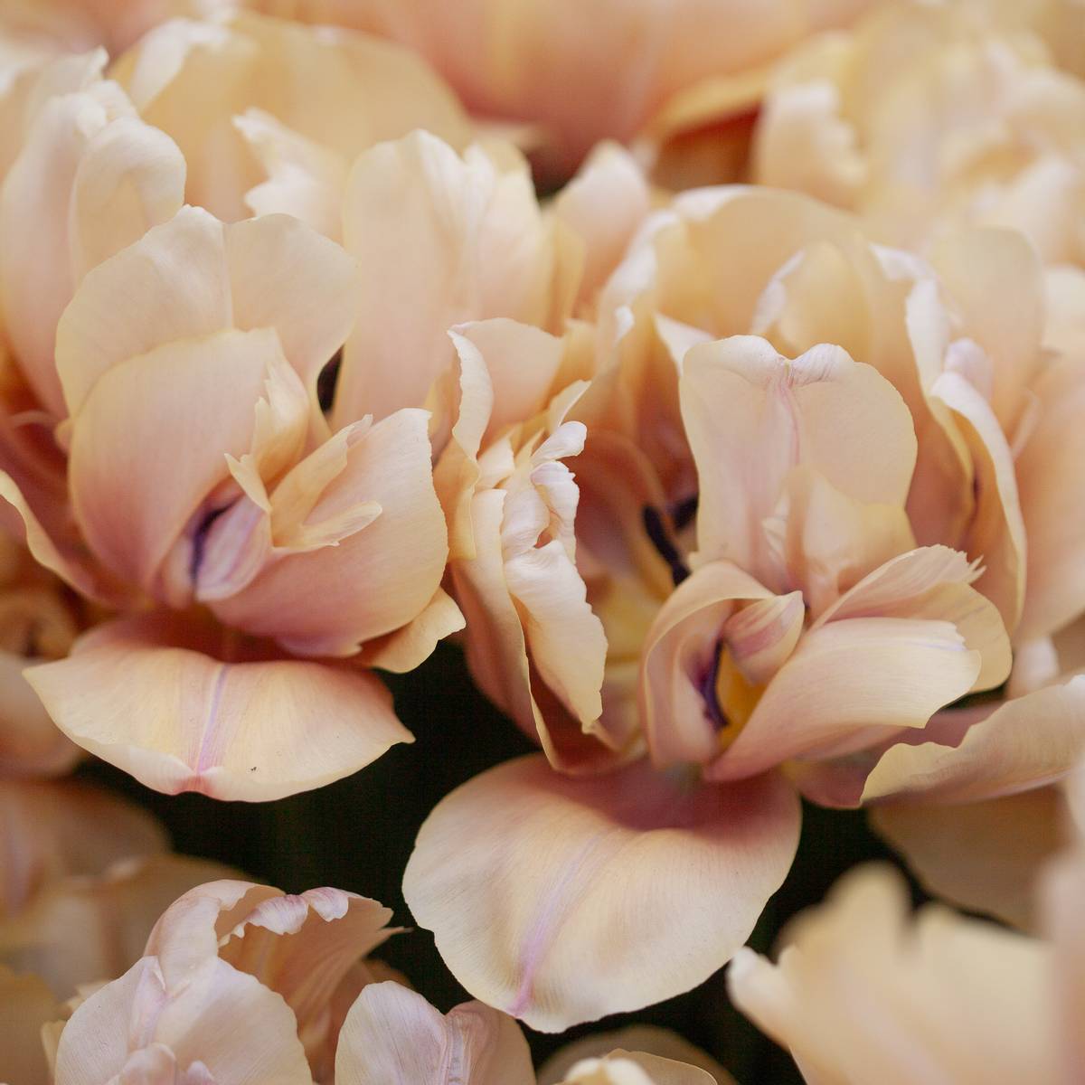 Tulipan 'La Belle Epoque' - 5 stk